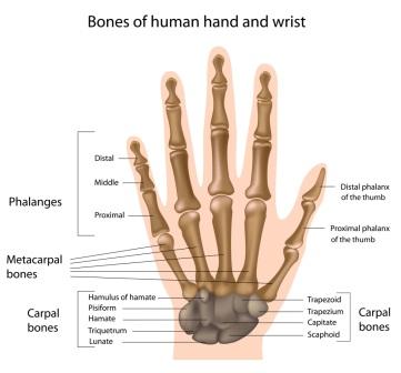 Wrist and Hand Diagram